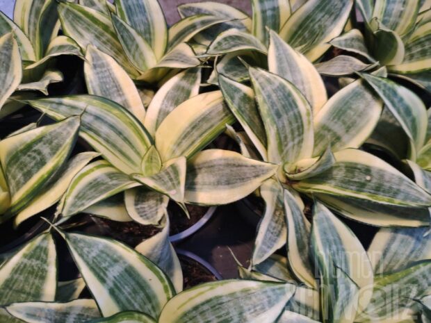 Sansevieria hahnii Gold, Bogenhanf