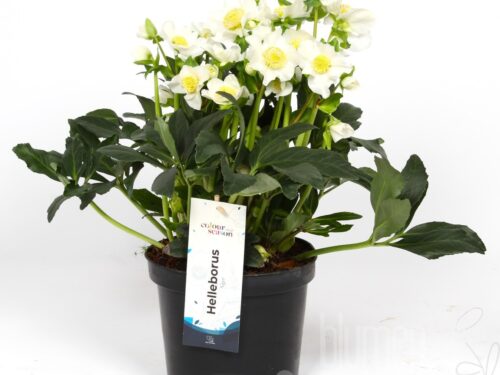 Helleborus nigemonblancp19