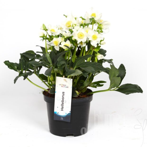 Helleborus nigemonblancp19