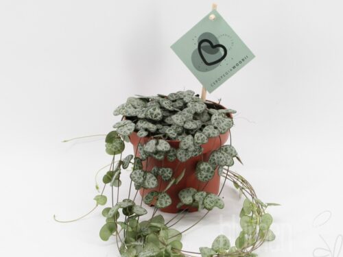 Ceropegia woodi