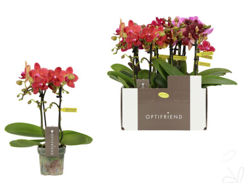 Phalaenopsis Multifloratypes gemischt 5 Farben