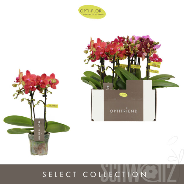 Phalaenopsis Multifloratypes gemischt 5 Farben