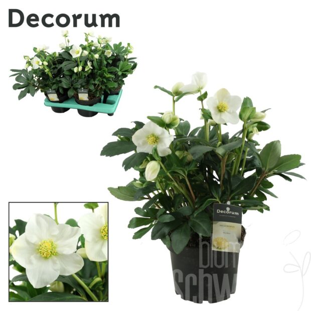 Helleborus niger Mon Blanc