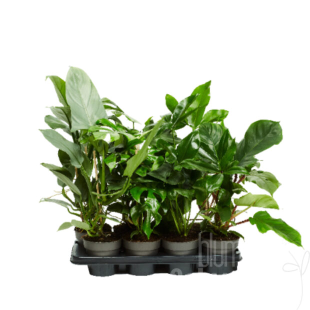 Philodendron sonstig Mix