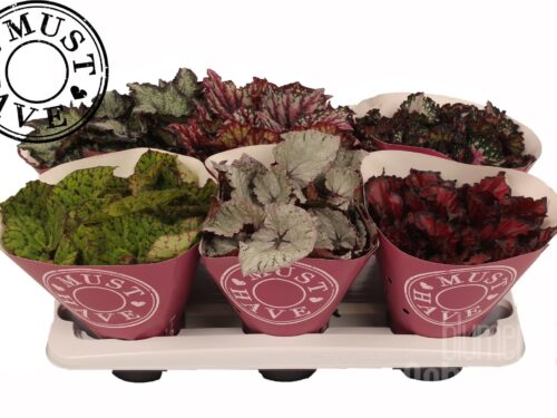 Begonia blatt Beleaf gemischt