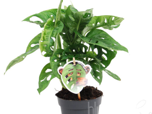 Monstera adansonii