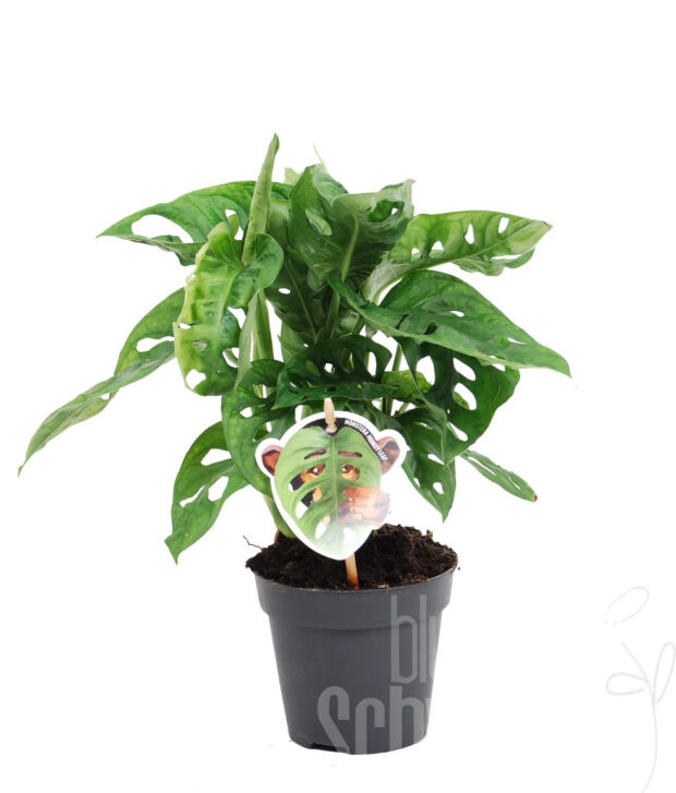 Monstera adansonii
