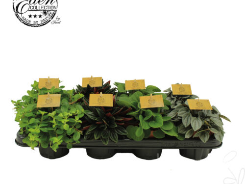 Peperomia sonstig gemischt