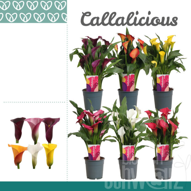 Zantedeschia gemischt