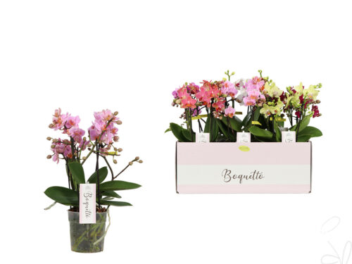 Phalaenopsis Multifloratypes gemischt
