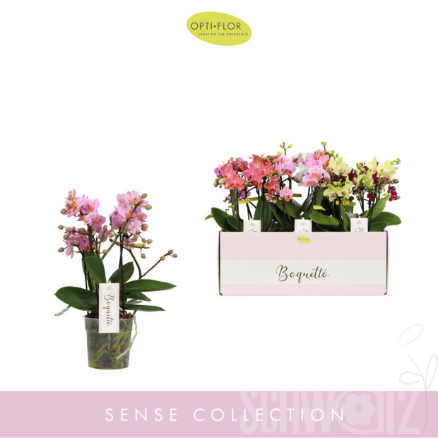 Phalaenopsis Multifloratypes gemischt