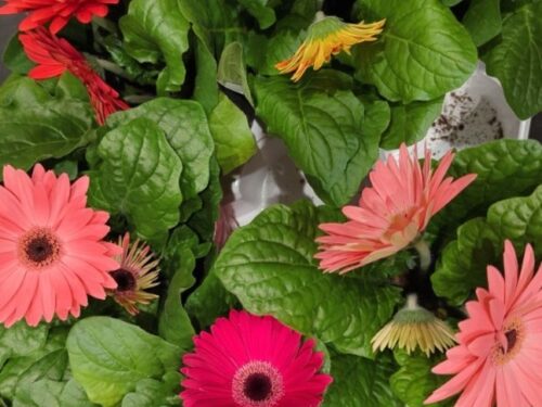 Gerbera-Hybriden div. Farben