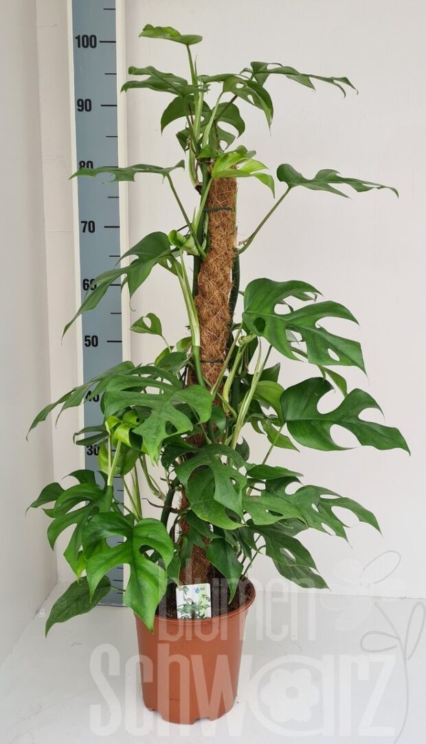 Monstera deliciosa -Piccolo-