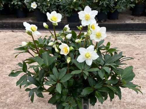 Helleborus -White Princess-