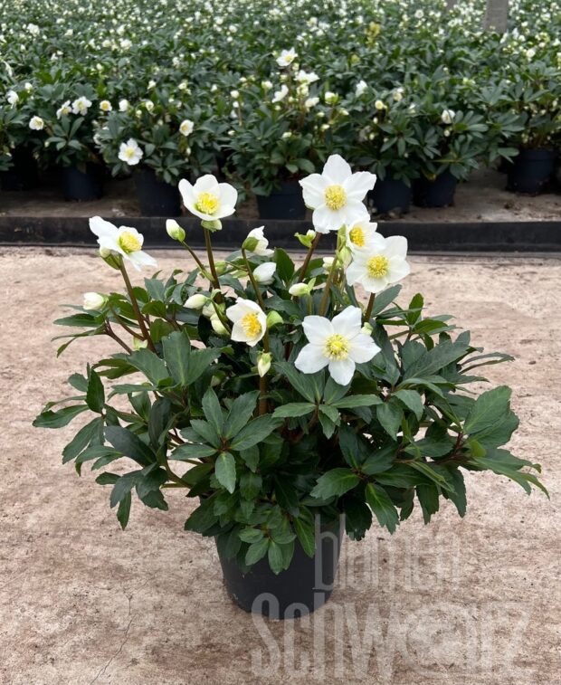 Helleborus -White Princess-