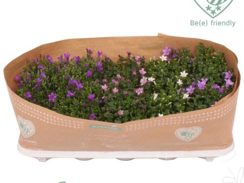 Campanula portenschlagiana Ambella gemischt