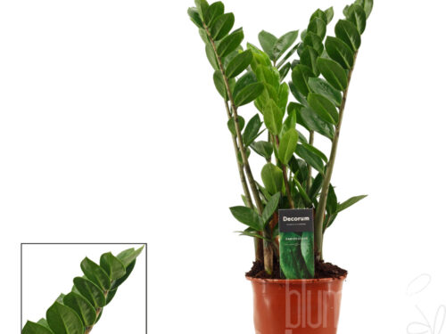 Zamioculcas zamiifolia
