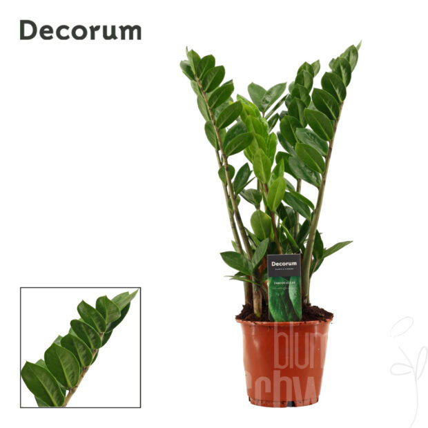 Zamioculcas zamiifolia
