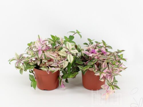 Tradescantia fluminensis -Quadricolor-