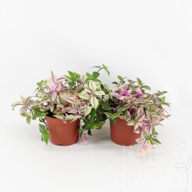 Tradescantia fluminensis -Quadricolor-