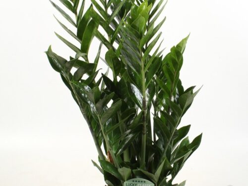 Zamioculcas zamiifolia