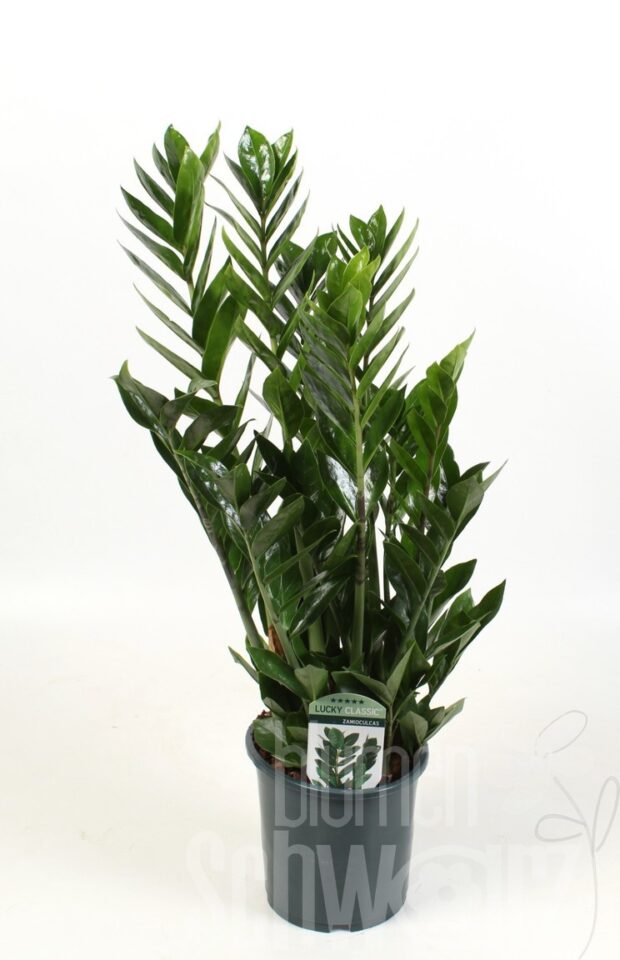 Zamioculcas zamiifolia