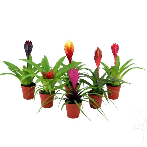 Bromelia gemischt mini