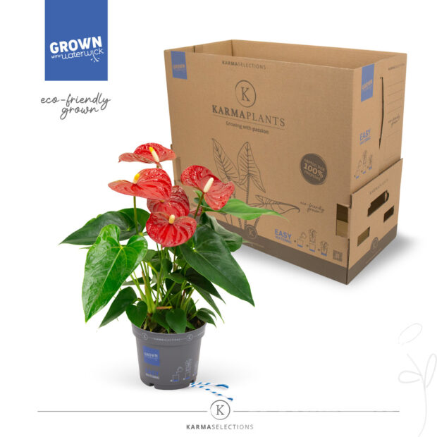 Anthurium (Andreanum Grp) Karma Red