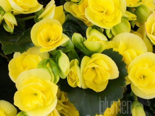 Begonia e. Sweeties Yellow, Elatiorbegonie