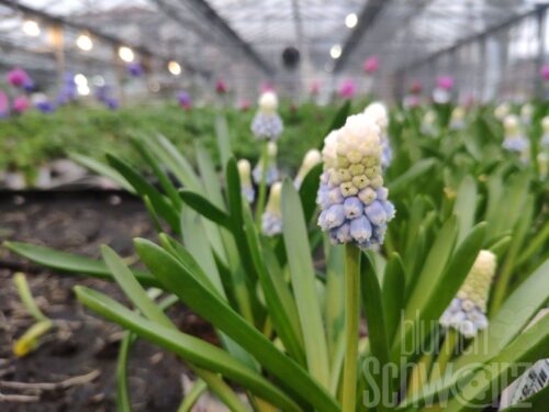 Muscari Mountain Lady, Traubenhyc.