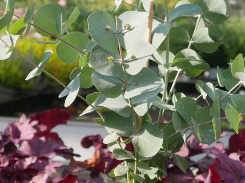 Eucalyptus Strauch