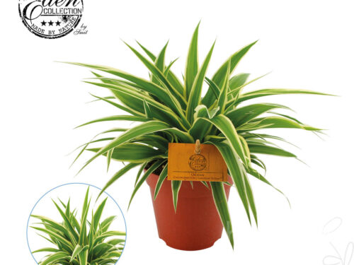 Chlorophytum comosum -Ocean-