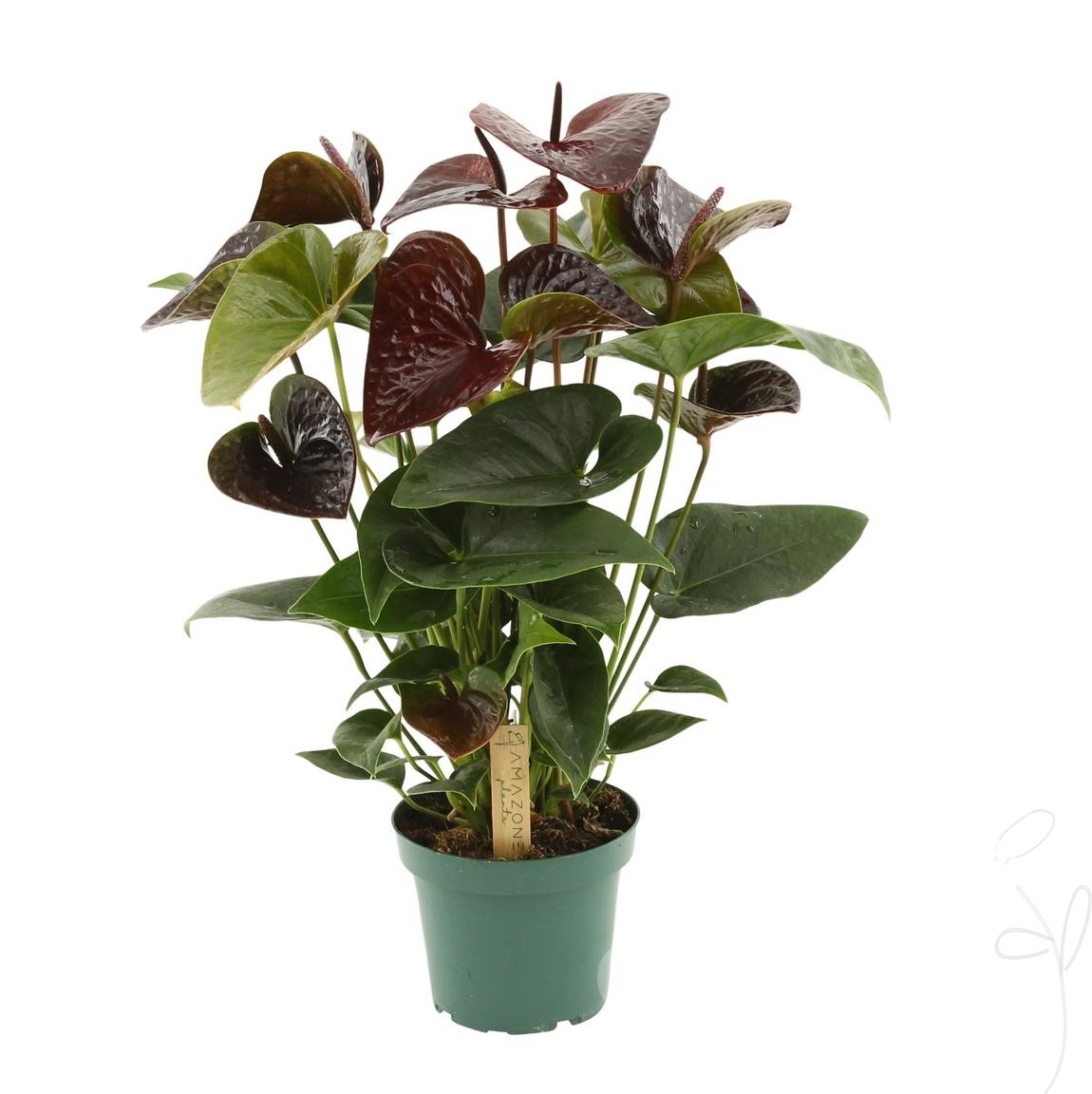 Anthurium (Andreanum Grp) Essencia - Blumen Schwarz