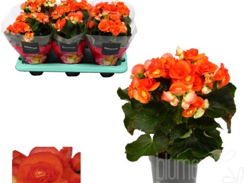 Begonia (Elatior Grp) gefüllt blühend -Reina-