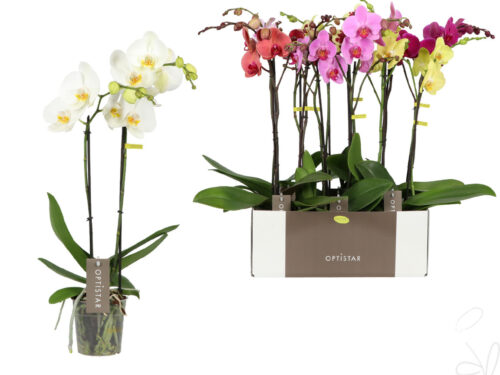 Phalaenopsis gemischt 6 Farben