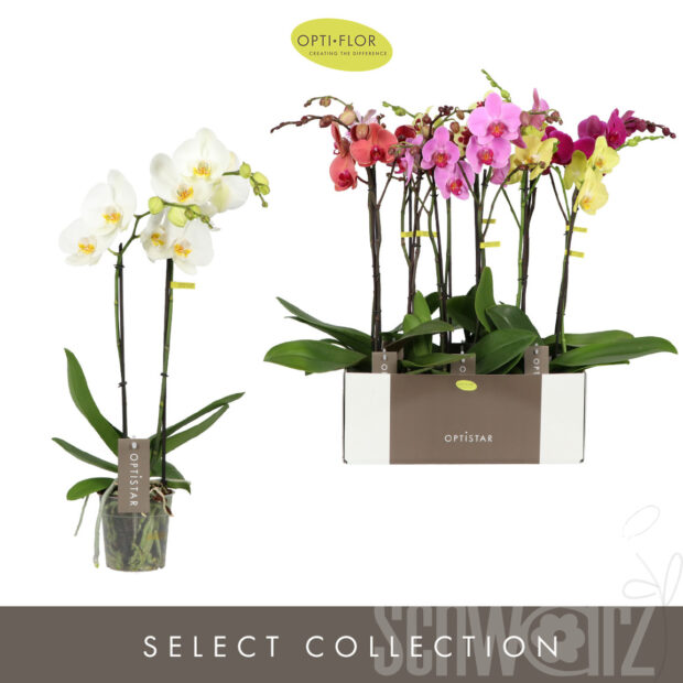 Phalaenopsis gemischt 6 Farben