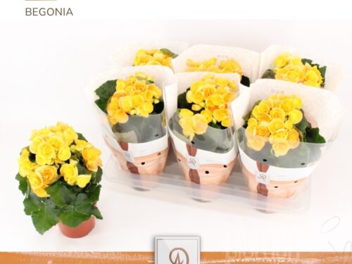 Begonia (Elatior Grp) halb gefüllt -Nadine-