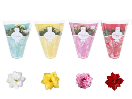 Kalanchoe blossfeldiana gefüllt Rosalina gemischt divers