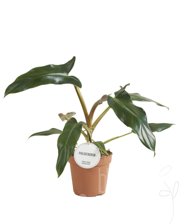 Philodendron sonstig Mexicanum