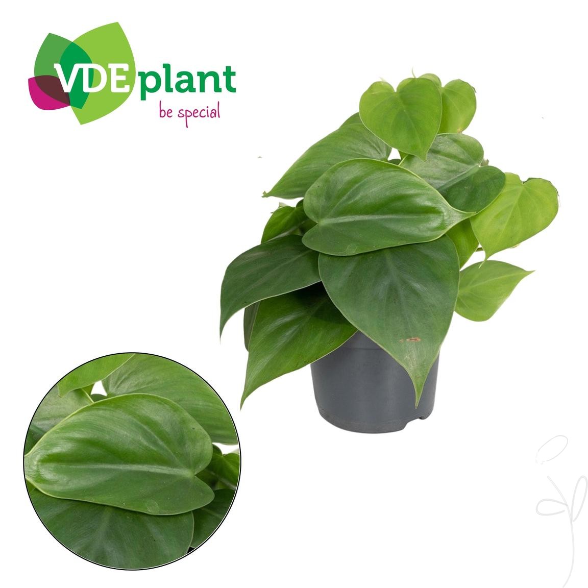 Philodendron scandens - Blumen Schwarz