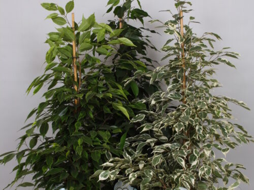 Ficus benjamina gemischt