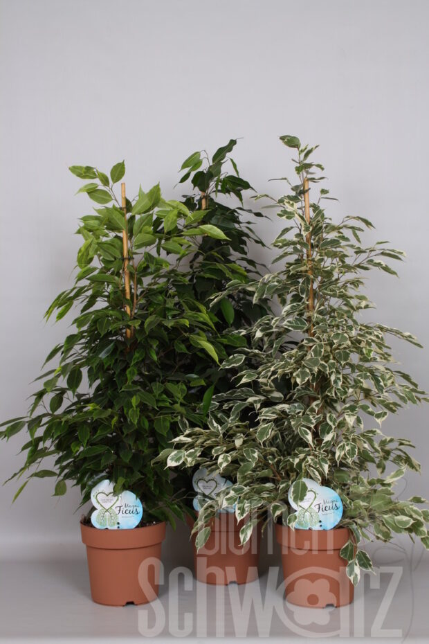 Ficus benjamina gemischt