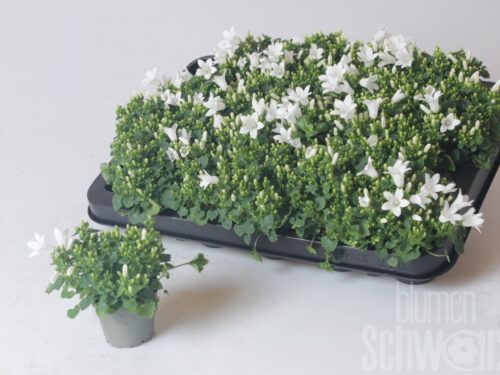 Campanula portenschlagiana -Royal-
