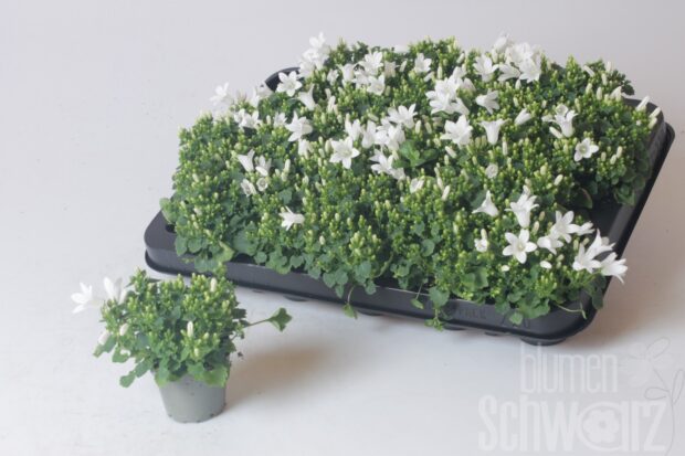 Campanula portenschlagiana -Royal-