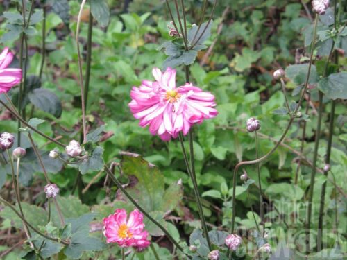 Anemone jap. Herbstanemone rot