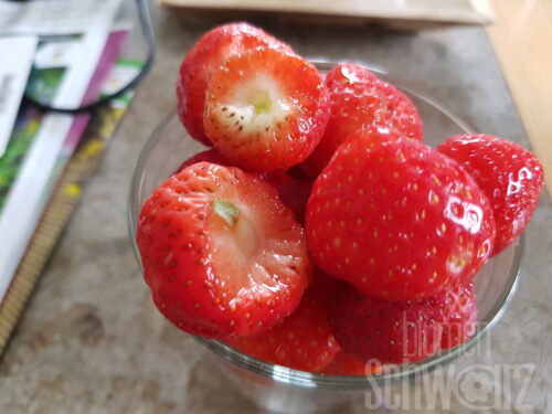 Fragaria Süße Brumme, Erdbeere