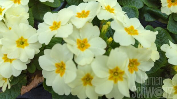Primula Everlast, Gartenprimel