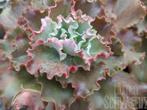 Echeveria cultivars Gigant Blue T10