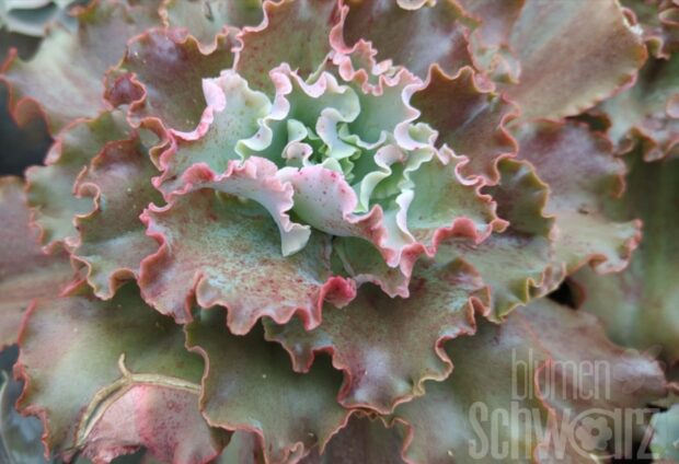 Echeveria cultivars Gigant Blue T10