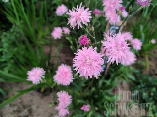 Lychnis Petite Henri, Lichtnelke
